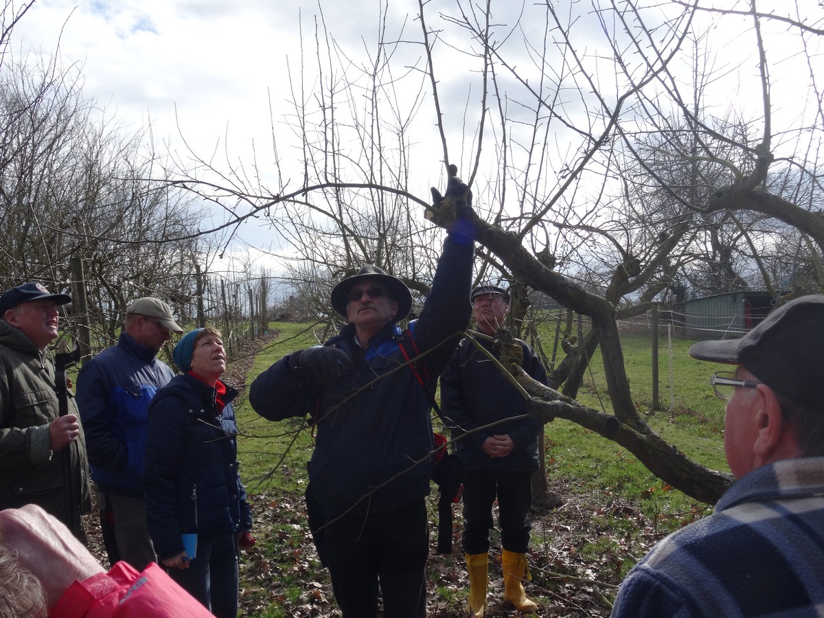 Winterschnittkurs des OGV Roßdorf 2019