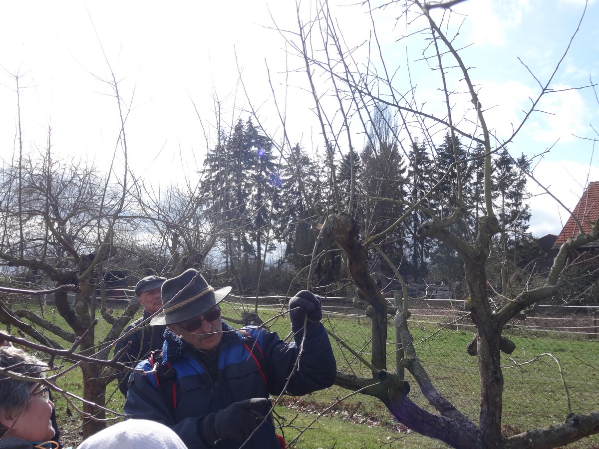 Winterschnittkurs des OGV Roßdorf 2019